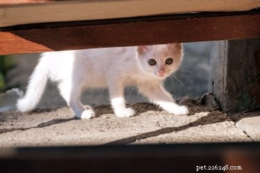 Mohou kočky a psi předvídat zemětřesení?