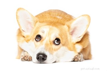 7 veelvoorkomende hondenmythen, ontkracht