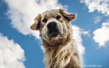 7 miti comuni sui cani, sfatati
