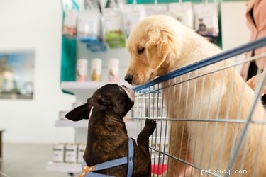 6 obchodů, o kterých jste nevěděli, že jsou vhodné pro psy