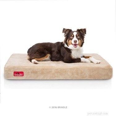 As 6 melhores camas para cães idosos
