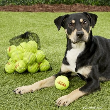 Escolhas de fofura:os 8 melhores brinquedos para cães para brincar ao ar livre