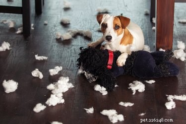 Escolhas de fofura:7 brinquedos de cachorro resistentes para mastigadores fortes