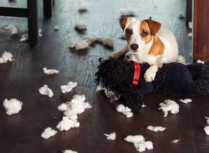 Escolhas de fofura:7 brinquedos de cachorro resistentes para mastigadores fortes