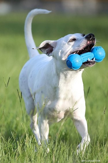 Выбор милашек:7 выносливых игрушек для собак для тех, кто любит жевать