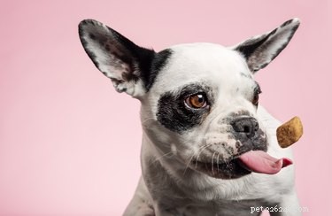 Выбор милоты:7 лучших лакомств для собак
