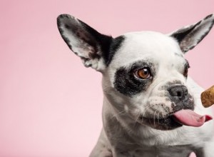 Výběr roztomilosti:7 z nejlépe hodnocených psích pamlsků