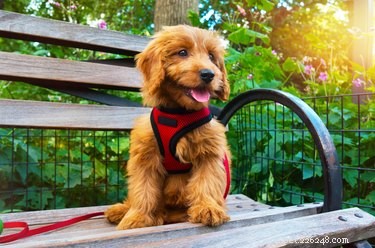 Le 8 migliori imbracature per cani di piccola taglia
