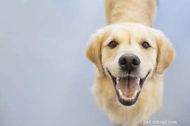 개가 웃을 수 있습니까?