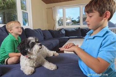 Os cães podem entender a linguagem de sinais?
