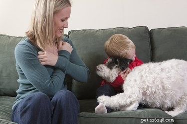 Os cães podem entender a linguagem de sinais?