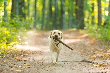 Les chiens sont-ils autorisés dans les forêts nationales ?