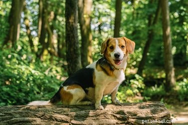 Les chiens sont-ils autorisés dans les forêts nationales ?