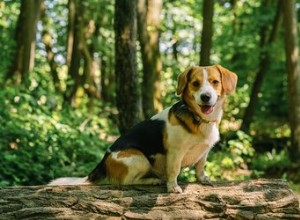 Zijn honden toegestaan ​​in nationale bossen?
