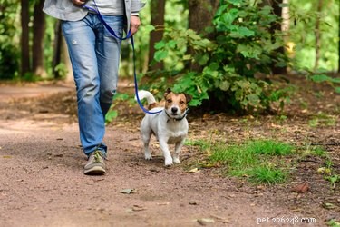 Är hundar tillåtna i nationella skogar? 