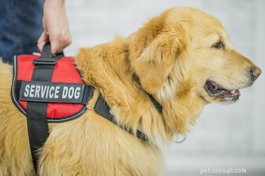 Разрешены ли собаки в Диснейленде?