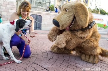 Os cães são permitidos na Disney World?