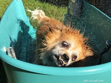 C est la meilleure façon de laver un chien, selon un expert
