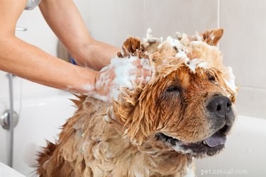 Det här är det bästa sättet att bada en hund, enligt en expert