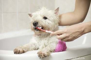 Det här är det bästa sättet att bada en hund, enligt en expert