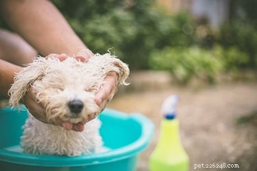 Dit is volgens een expert de beste manier om een ​​hond te wassen