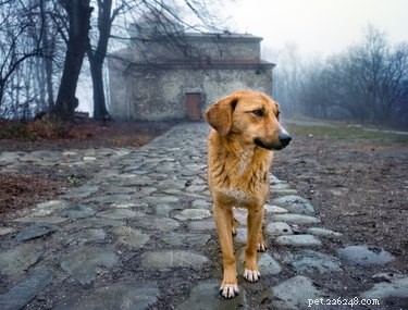 O que você deve fazer se vir um cão de rua?