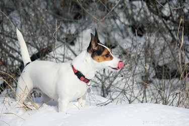 Hoe laat je een hond kennismaken met sneeuw
