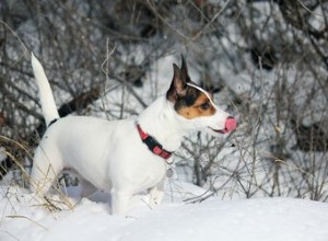 犬を雪に紹介する方法 