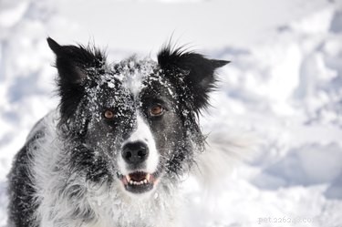 Как познакомить собаку со снегом