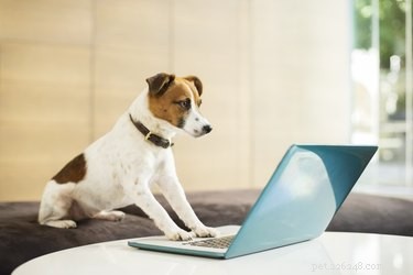 6 правил привлечения собаки на работу