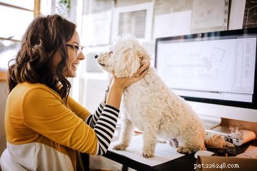 6 regler för att ta med din hund till jobbet
