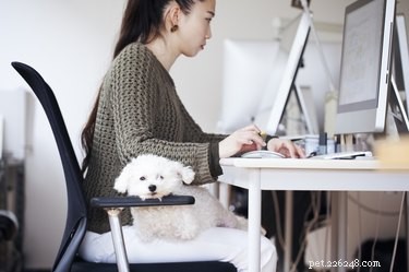 6 regler för att ta med din hund till jobbet