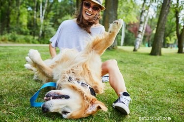 Waarom is het aaien van een hond therapeutisch?