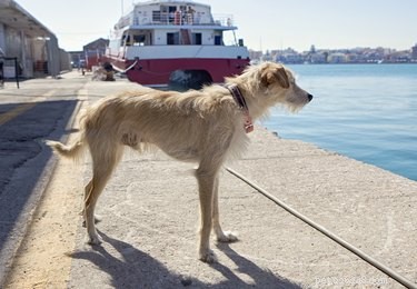 Zijn honden toegestaan ​​op cruiseschepen?