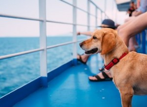 Cães são permitidos em navios de cruzeiro?