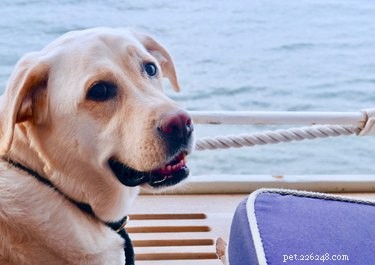 クルーズ船での犬の同伴は可能ですか？ 