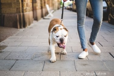 良い犬の歩行者を見つけるにはどうすればよいですか？ 