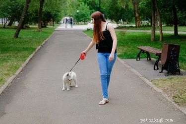 Zijn intrekbare lijnen veilig voor uw hond?