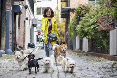 De 5 bästa hundkopplarna för flera hundar 2019
