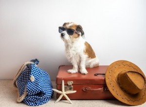 Tipy, jak najít hotel vhodný pro psy