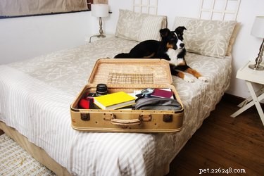 Tipy, jak najít hotel vhodný pro psy