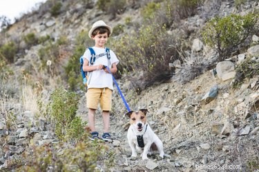 Suggerimenti per l escursionismo con un cane