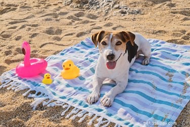 犬のための夏のグルーミングのヒント 