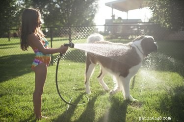 Советы по уходу за собаками летом