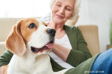 Как сертифицировать собаку как животное для эмоциональной поддержки?