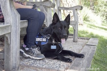 Vad är skillnaden mellan servicehundar, terapihundar och känslomässiga stödhundar?