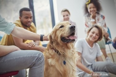 Qual ​​é a diferença entre cães de serviço, cães de terapia e cães de apoio emocional?