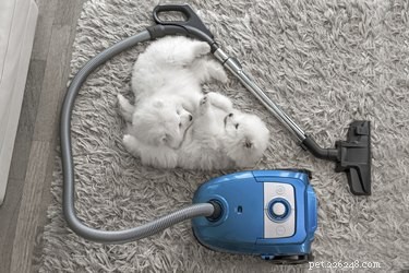 Какие пылесосы лучше всего подходят для уборки шерсти домашних животных?