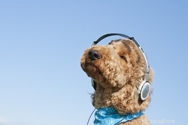 Estudo:os cães podem sintonizar o ruído assim como nós