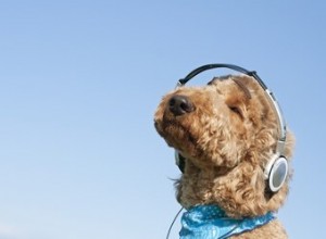 Studio:i cani possono escludere il rumore proprio come noi